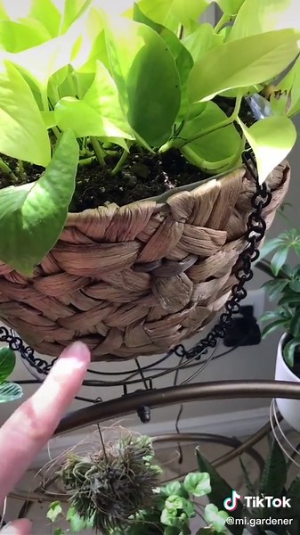 Container Types for Houseplants Explained