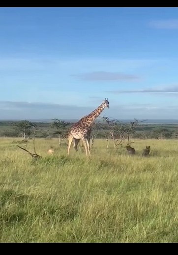 Selvageria no TikTok