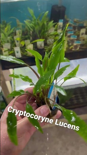 🌿 Cryptocoryne Lucens – Low-Light Foreground Aquarium Plant