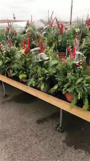 Our homemade winter planters make quite the statement and last well into the winter! | Pesche's Flowers