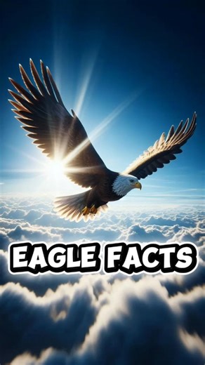 Eagle facts #uniquefacts #animalfacts #worldfacts #eaglebirdfacts