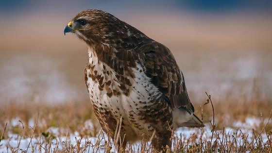 Close-Up Look at Predators Feeding on Prey