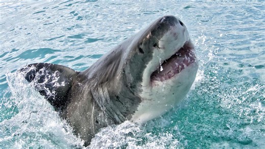 Rettungsschwimmer warnten Besucher: Hai am Strand! Mallorca-Urlauber in Panik