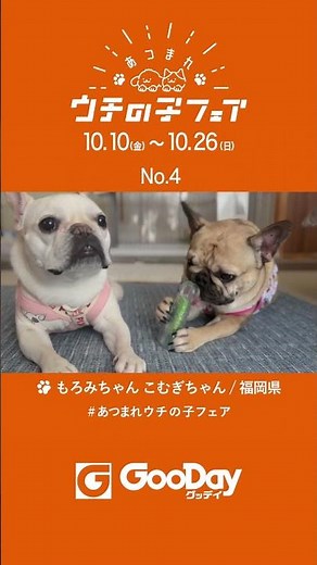 グッデイ「あつまれ ウチの子フェア9」ショート動画04 #shorts