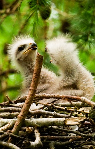 Cute, but ferocious🐤🦅 Red kite chicks are agressive from the start #redkite #birdsofprey #discoverwildlife #robertefuller | Robert E Fuller