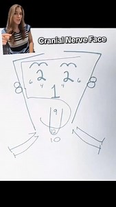 17K views · 2.5K reactions | Use this drawing to remember the 12 cranial nerves and some of their functions Credit: @my.anatomy.teacher #anatomy #anatomyandphysiology #anatomyteacher #anatomylesson #education #studyhacks #learn #cranialnerves | PhysioOsteoBook | Facebook