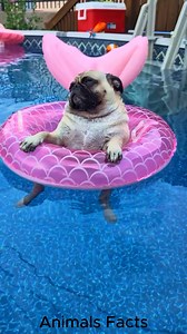 62K views · 1.2K reactions | Facts About Pug Puppies ‍了#puglife #pug | Animals Facts | Facebook