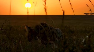 20 reactions | Unlike most wild cats, Servals are successful in over...