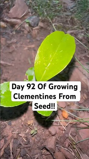 How To Grow Clementines At Your House! (Easy) #clementine #mandarin #plantjourney #greenthumb