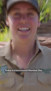 47K views · 1.6K reactions | Meet our wombat family here at #AustraliaZoo  It’s #InternationalWombatDay! Can you dig it? | Australia Zoo | Facebook