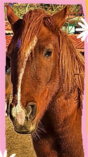 3 AMAZING Facts About Andalusian Horses. 🏇