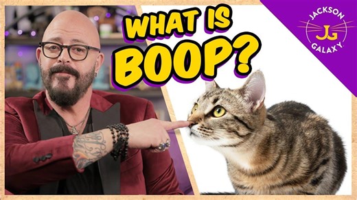 What Is Boop? | Cat Daddy Dictionary