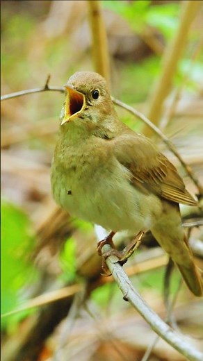 Ultimate Morning Bird Songs – Powerful Relaxing Nature Sounds for Focus, Study, Work 🌿