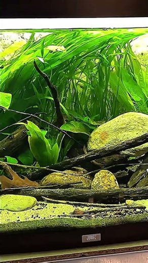 New natural aquarium setup 🍂🌿#aquarium #fish #freshwaterfish #wild #tank #aquascape