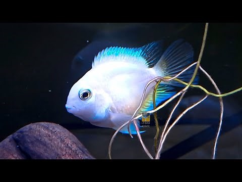 The Most Beautiful Polar Platinum Parrot Fish