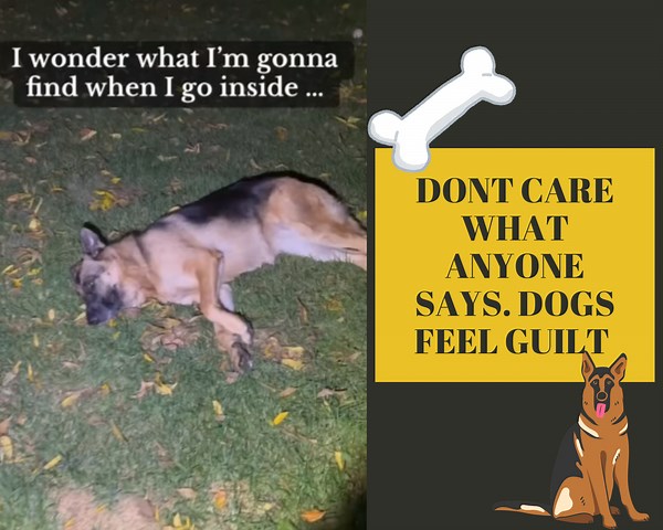 Dont care what anyone says. Dogs feel guilt