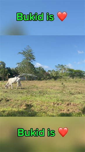 peaceful zone #reelsvideoシ | CRIS TV