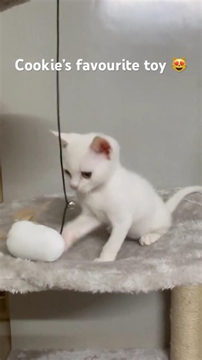 Cookie playing with his favourite toy 😻