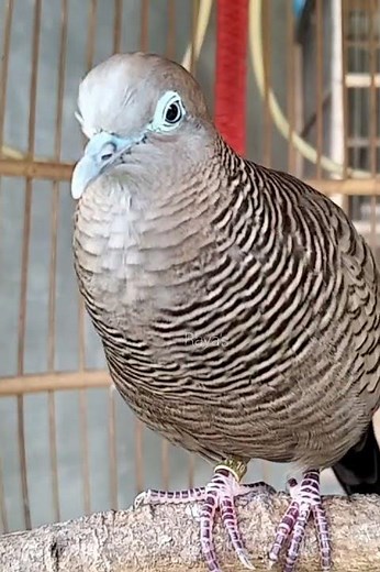 Local Turtle Doves Sing Very Special Champion Turtle Dove Sounds