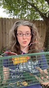 My setup for catching nuisance rats and squirrels! | Anna The Archer