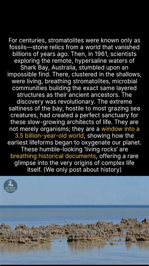 234K views · 3.7K reactions | Meet the oldest living fossils on Earth, breathing documents of our planets ancient past. #history #ancient #discovery #historicalfacts | Beyond Legends | Facebook