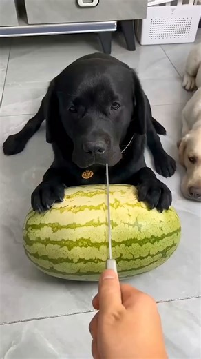 World's Smallest Engine: The Micro Marvel 😂 #shorts #shortsfeed #usa