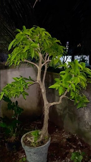 Ficus tsjahela bonsai tree night view.🌃කිරිපෙල්ල නුග.🍀🌳🍃 #bonsai #plantlovers #bonsaitree