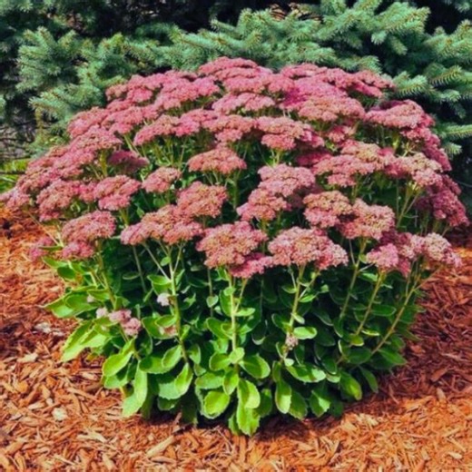 Sedum Autumn Joy Perennial Flower Seeds Hardy Garden Plant 50  Seeds for Planting Home - Etsy