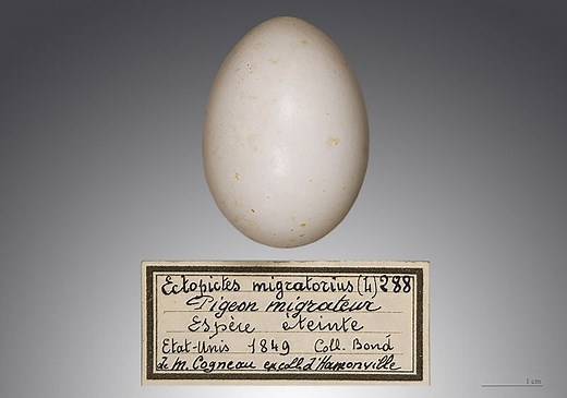 13 Memories of Martha, the Last Passenger Pigeon