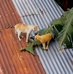 4.7M views · 24K reactions | 5 best epic cat fights of all time. #Animal | Soul | Facebook