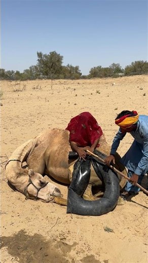 🐪🤯💥 عرض مجنون مع جمل غاضب في الصحراء!
