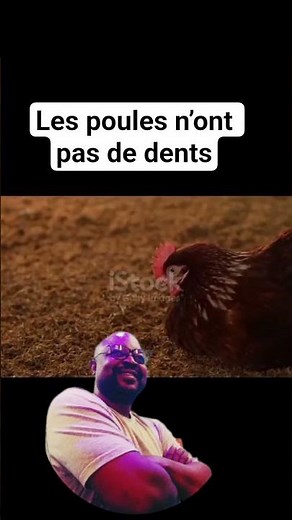 Chicken farming tips #chicken #france #ivorycoast #china #lepetitelevagefk