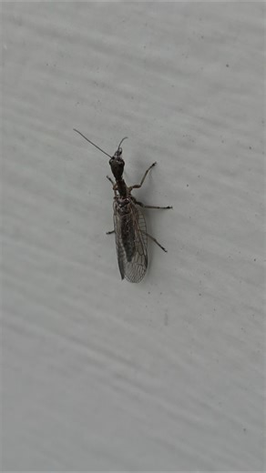 Snakefly, Sebastopol, California