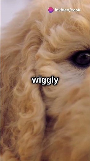 Meet the World's Cutest Dogs! 🐶 | Prepare for Cuteness Overload!