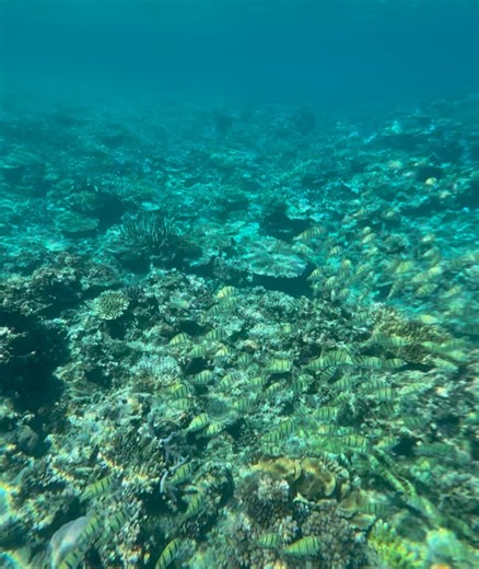 Catching Flies on Reels | Facebook