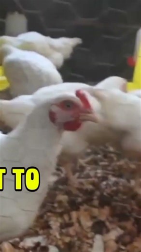 FIVE Benefits of BSF Farming Nobody Told YOU!