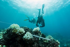 Legislators Introduce Measures to Spur Coral Reef Research | Big Island Now