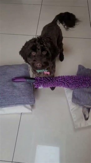 Jumps = Treats ✅️ #jumping #cockapoo #puppy #dogs #weekend