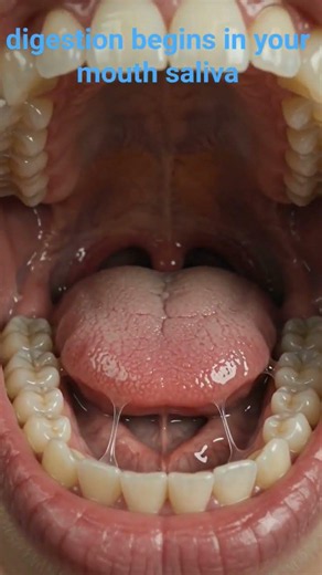 Digestion starts in your mouth! Discover how saliva begins breaking down food in seconds.