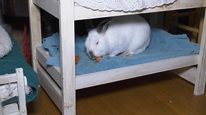 8.1K views · 91 reactions | Lauren's Crazy Pet Show drops by a great and very talented friend from our Pet Talk days....fabulous artist and animal lover ShawnaLee! In a house filled with pets (including a very charming bunny!), ShawnaLee shows us some of the amazing techniques with which she creates animal masterpieces on canvas! Watch! | Lauren's Crazy Pet Show | Facebook