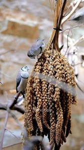 276 reactions | Jewawut gantung jadi camilan favorit buat Owl Finch! Mereka suka banget nyari biji langsung dari tangkai, bikin makin aktif dan sehat. #owlfinch #jewawut #pakanburung #aviaryindoor #burungfinch #finchlover #aviaryminimalis #finchjogja #burungkecil #burunghias #petlover | Indra Prihantoro | Facebook