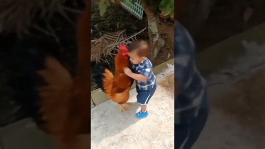 Ayam berantem sama bocil