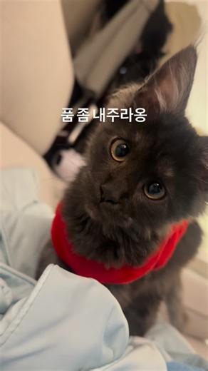 2SE CREW | 세한·세자 on Instagram: "나 잠든다… 골골골 #애기고양이🐾 #catbaby #mainecoontabby #mainecoonlove #귀여워그램 #메인쿤고양이 #냥스타그램 #메인쿤스타그램 #catlife #cats_of_instagram #catlovers #catvideo"