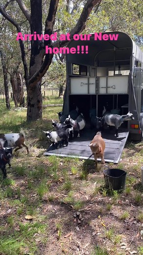 Darling Scarp Pygmy and Nigerian Dwarf Goats on Reels