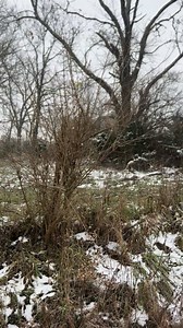 The snow is coming down in Owen County, KY ❄️👀 | Kyle Inskeep