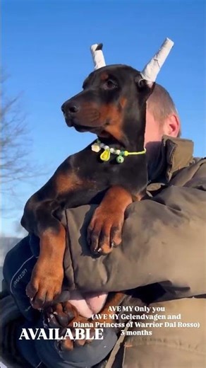 Щенок добермана купить Беларусь. Питомник доберманов AVE MY. Доберманы в Беларуси