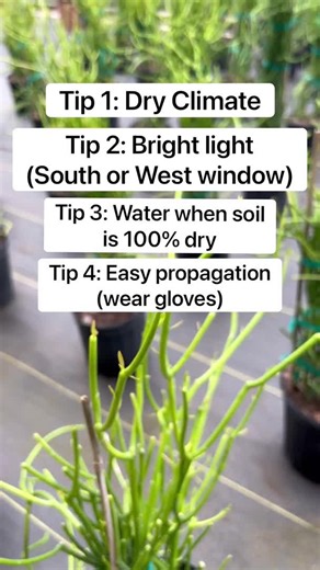 Fun Fact: The Pencil Cactus isn’t actually a true cactus but a Euphorbia! These desert plants share a lot in common with their distant planty cousins, and their care is very similar! What sets them apart is that they have no needles or areoles but rather sharp thick thorns🌵 | Bloomscape