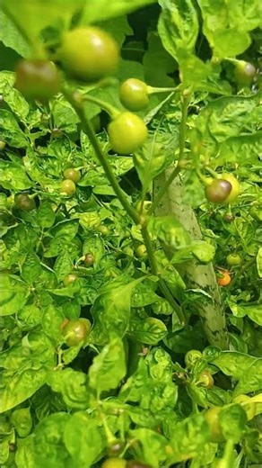Tudo que se planta colhe pimenta 🌶️ bodinha.#pimenta #plantas