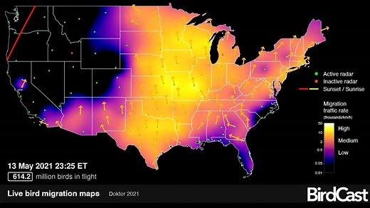 How to Use BirdCast Dashboard to See Your Local Migration in Detail
