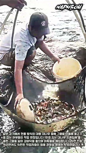 강바닥을 훑는 대나무 프레임 그물망 어획 및 채집 과정 #worker #process #technique #catch #fisherman